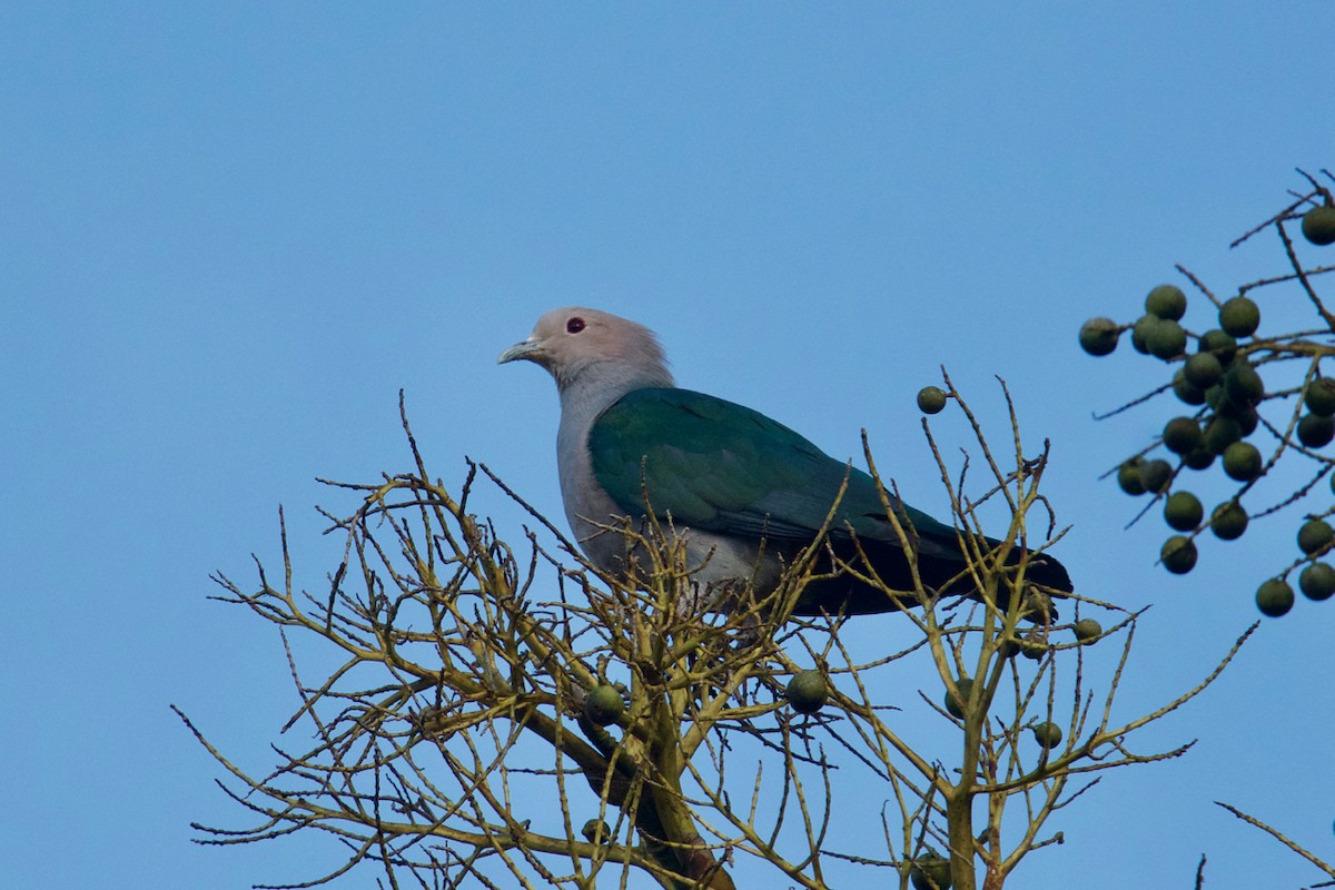 Green Imperial-Pigeon - Qin Huang