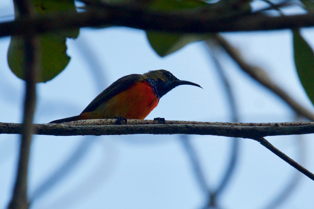 Flame-breasted Sunbird - ML105972461