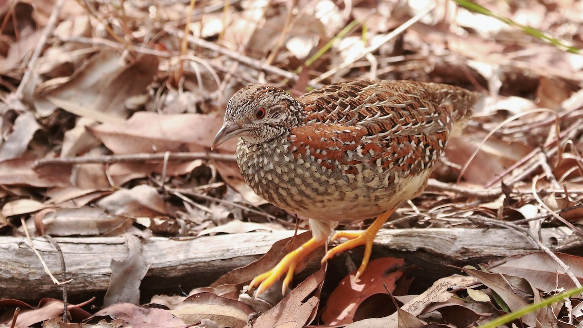 Painted Buttonquail - ML105973301