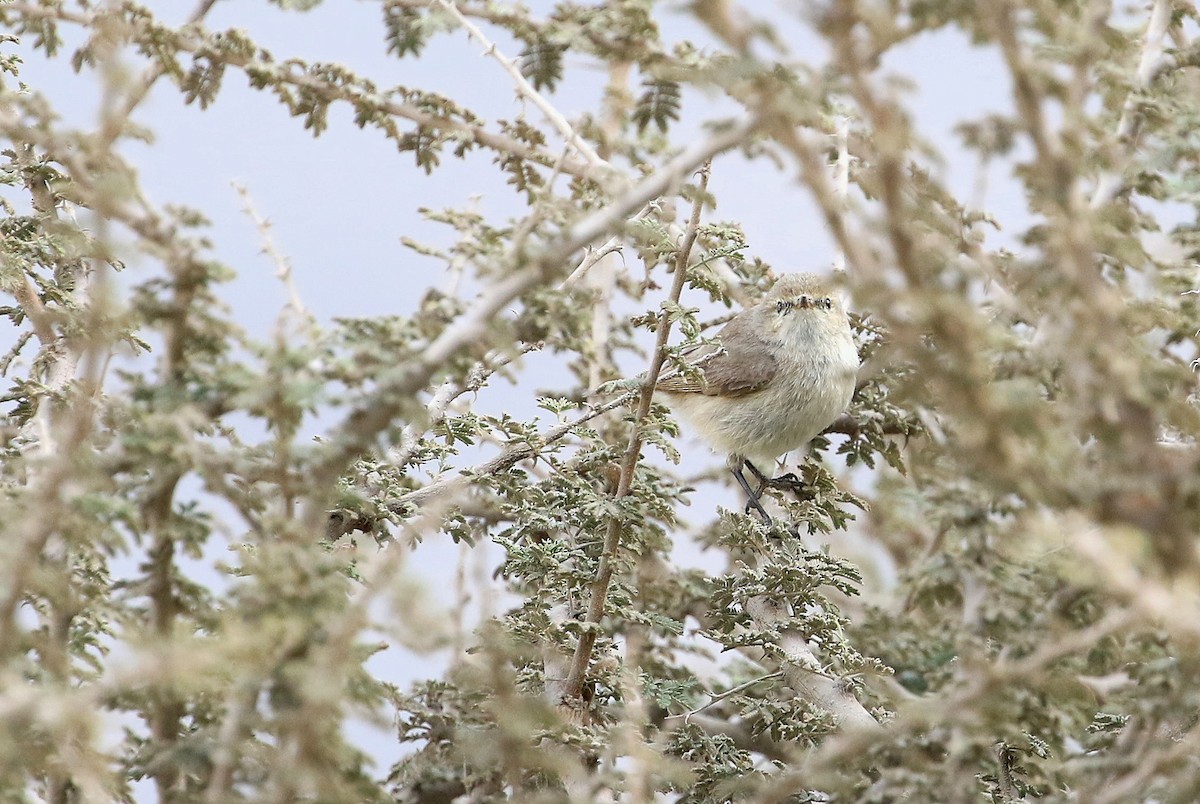 Plain Leaf Warbler - Patrick MONNEY