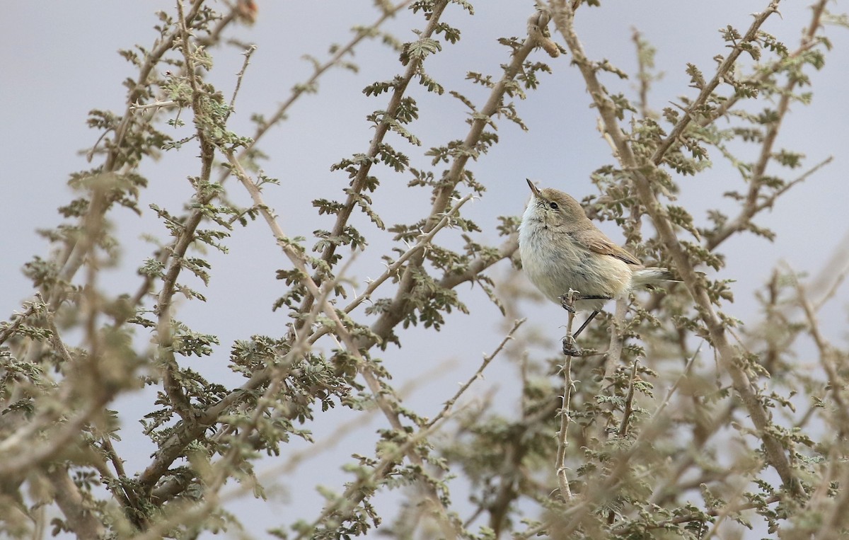 Mosquitero Sencillo - ML105974731