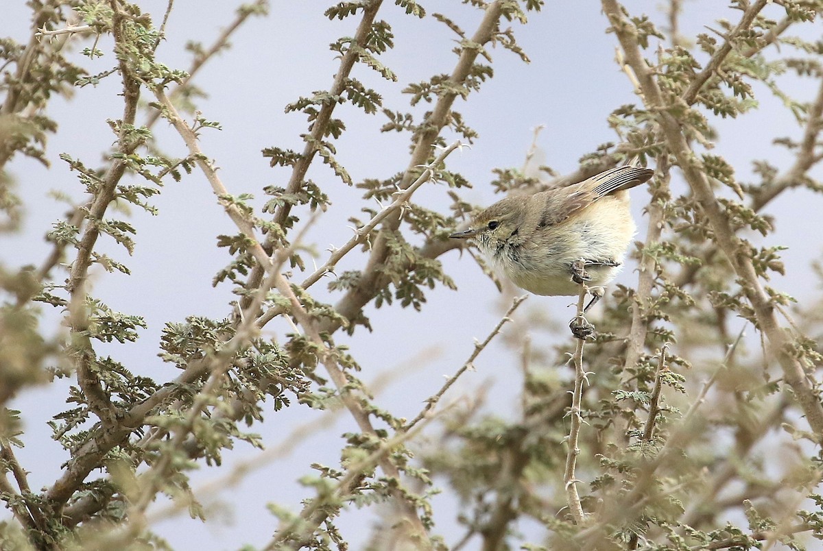 Plain Leaf Warbler - ML105974741