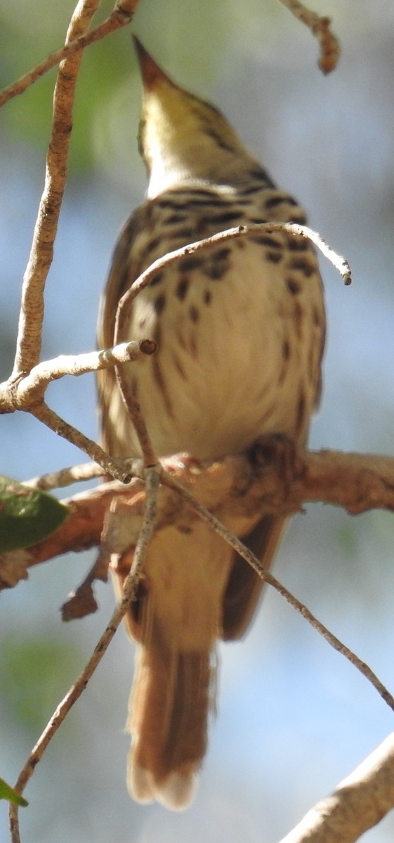 Bar-breasted Honeyeater - ML105975761