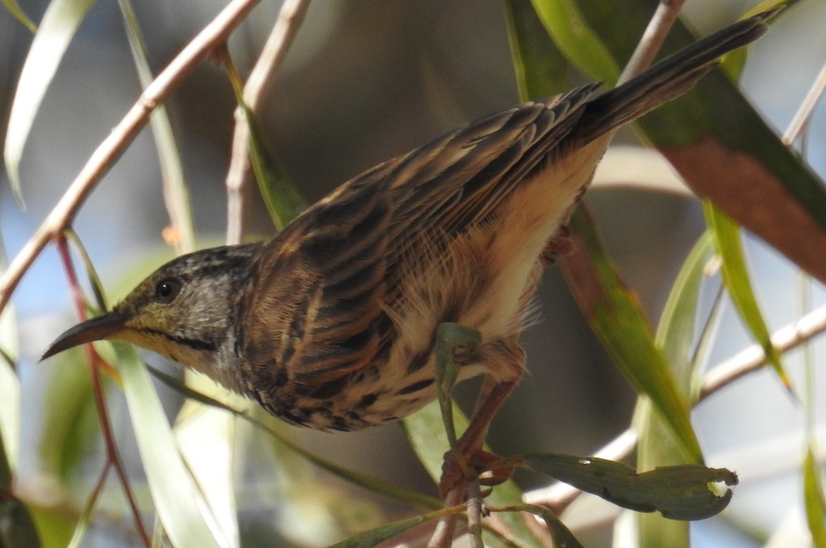 Bar-breasted Honeyeater - ML105975771