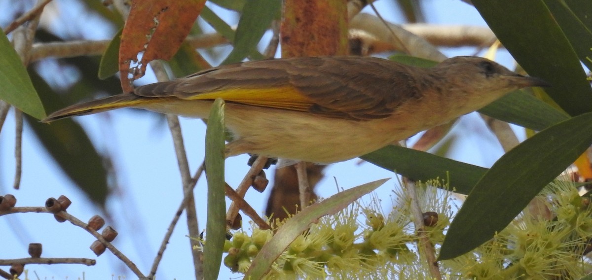 Rufous-banded Honeyeater - ML105975811