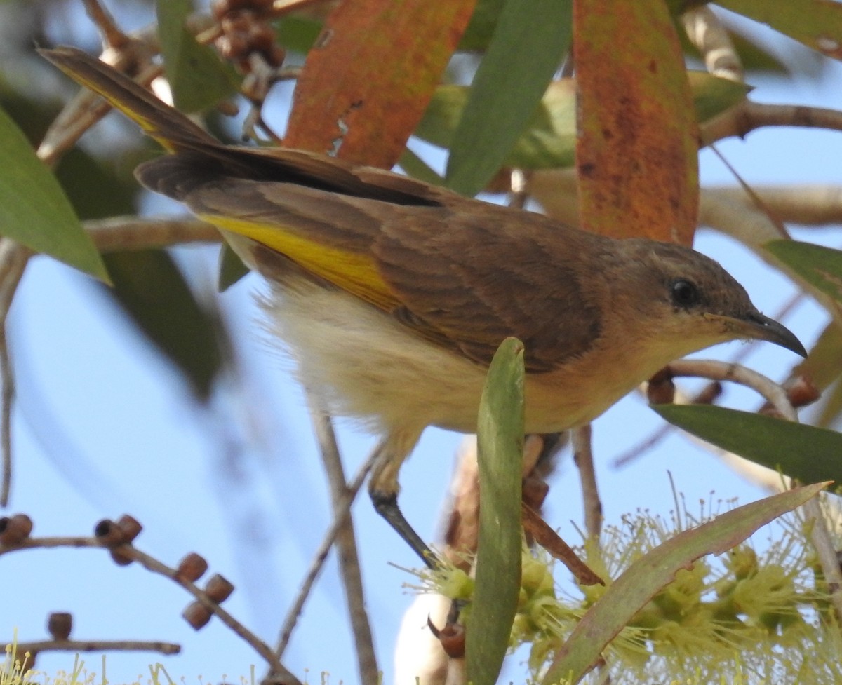 Rufous-banded Honeyeater - ML105975821