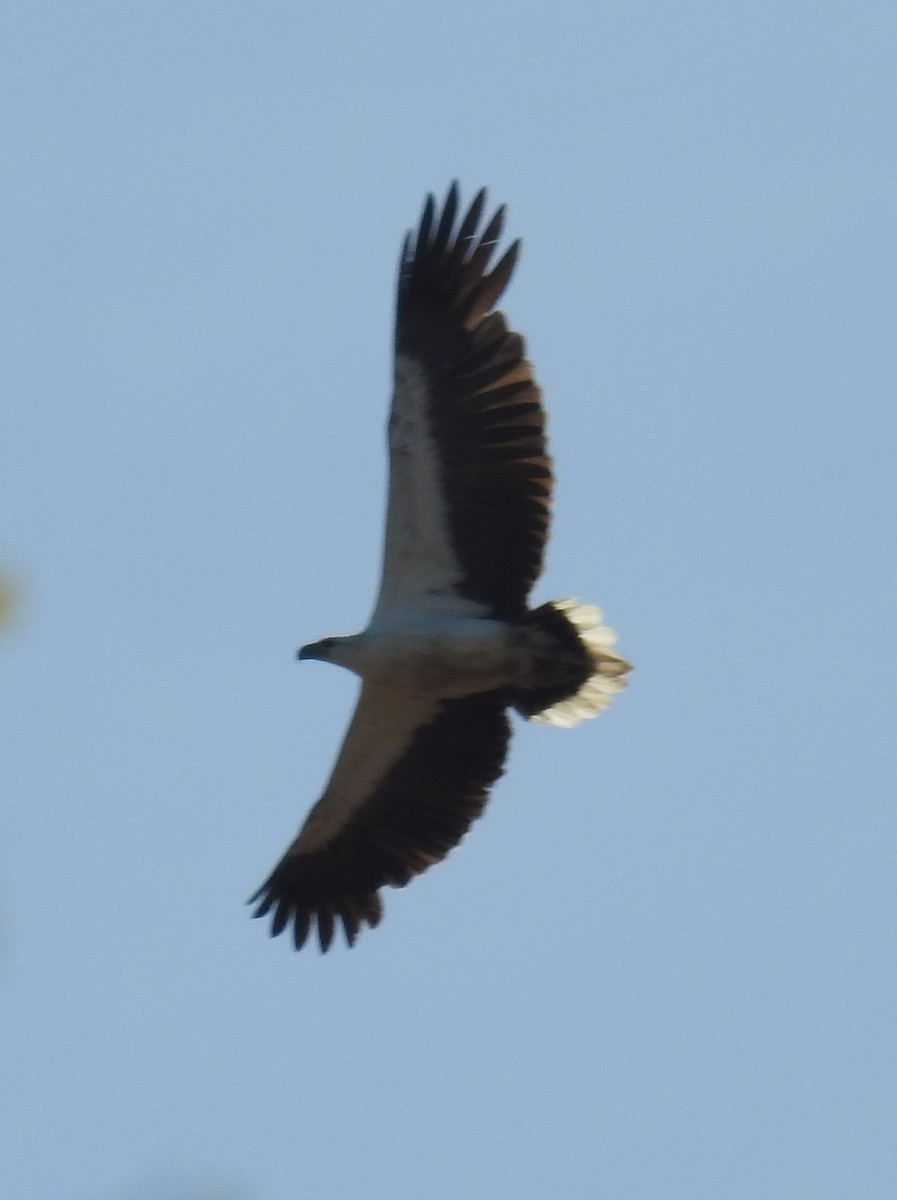 White-bellied Sea-Eagle - ML105975851