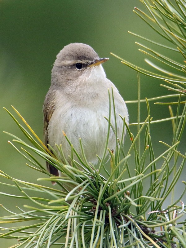 Dusky Warbler - ML105977871