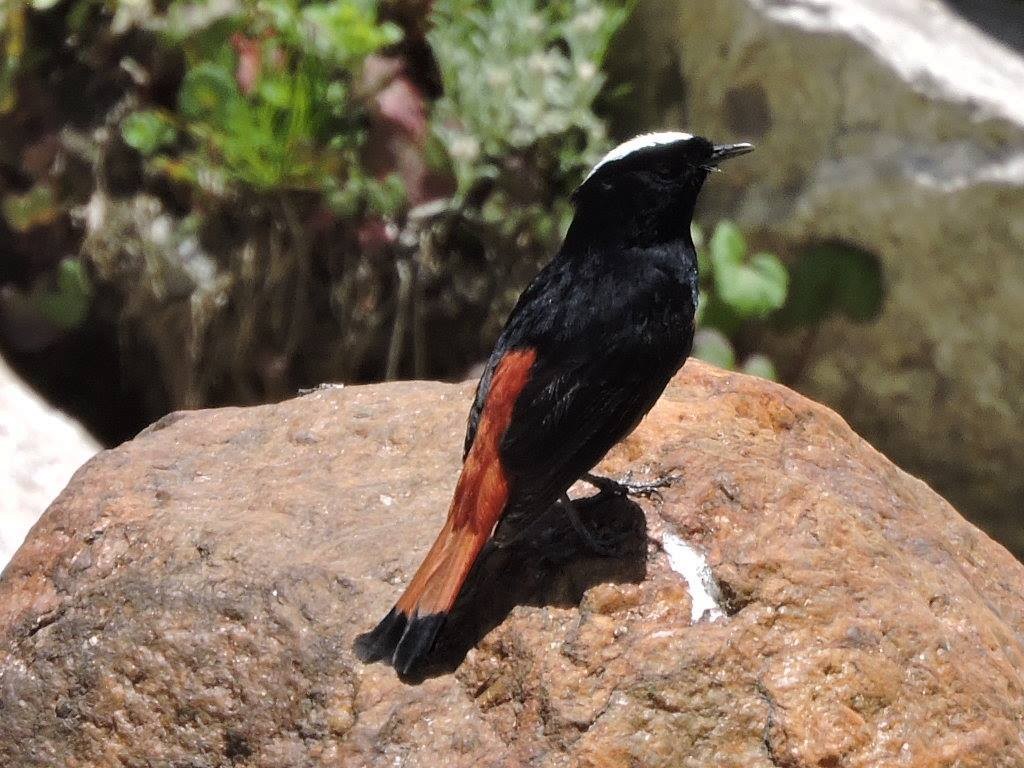 White-capped Redstart - ML105978521