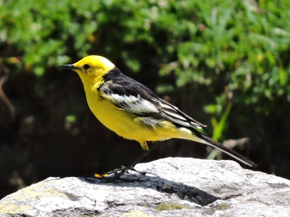 Citrine Wagtail - Enakshi Bhattacharya