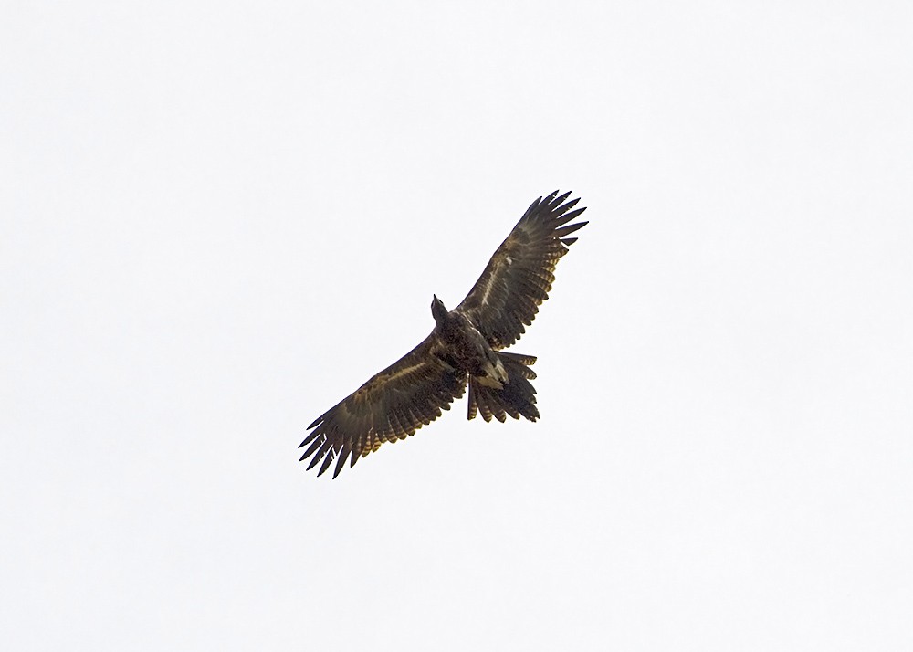 Wedge-tailed Eagle - Stephen Murray
