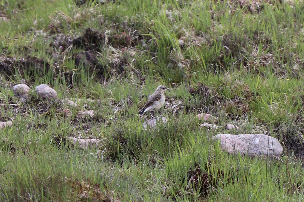 Northern Wheatear - ML105979051