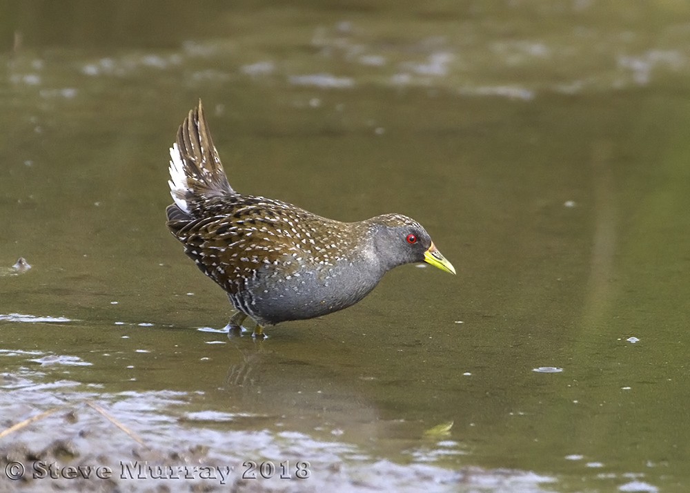 Australian Crake - ML105979381