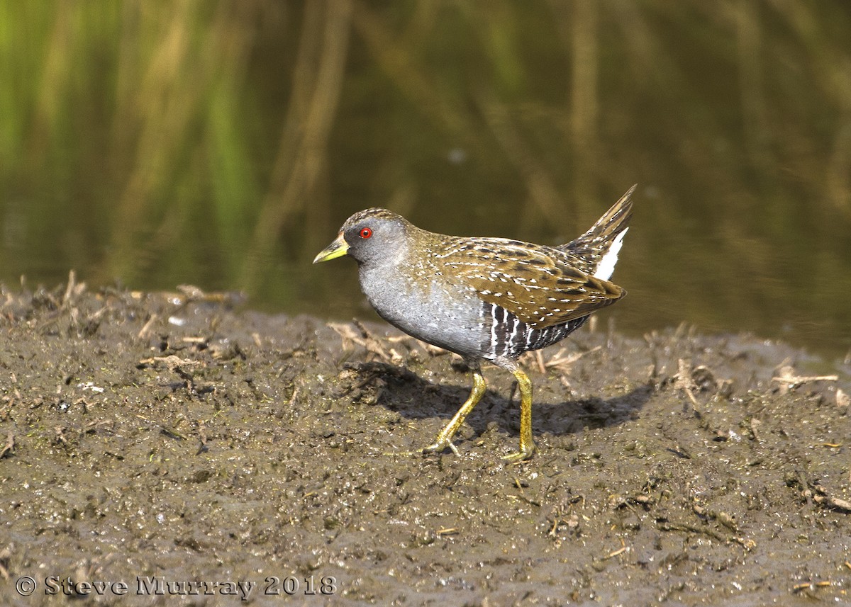 Australian Crake - Stephen Murray