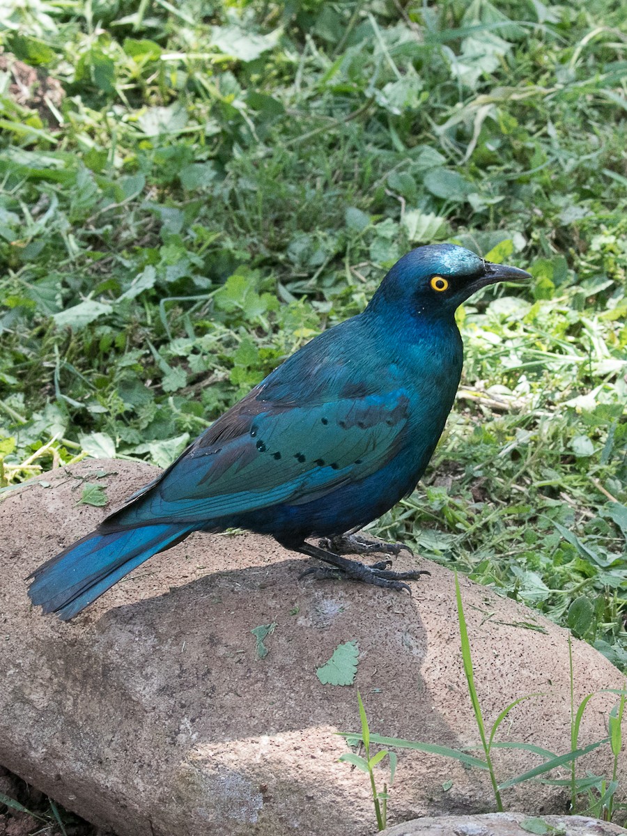 Greater Blue-eared Starling - Lynette Spence