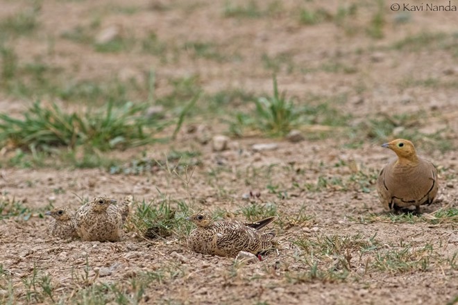 Chestnut-bellied Sandgrouse - Kavi Nanda