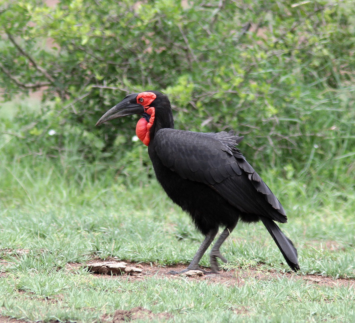 Southern Ground-Hornbill - ML105980951