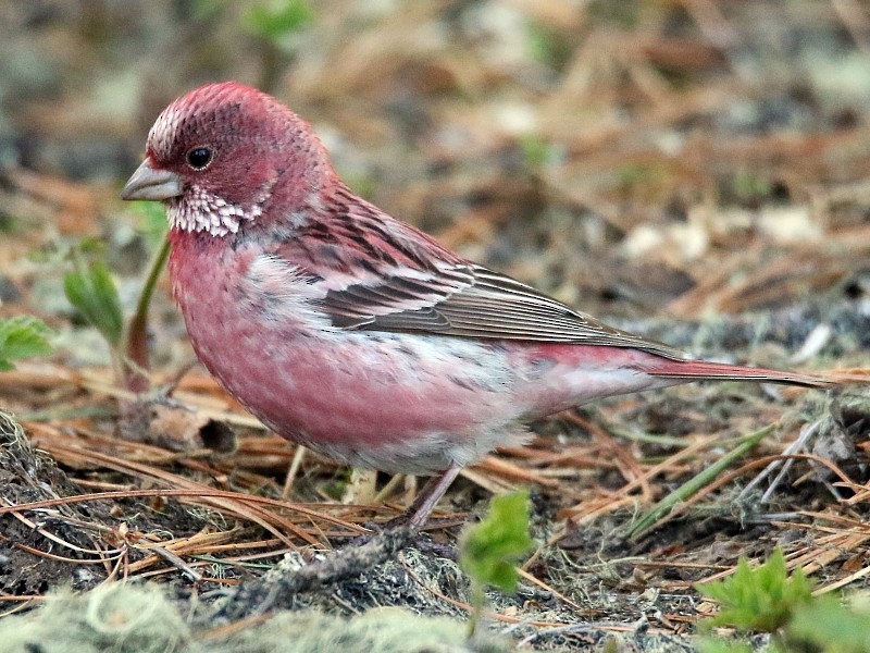 Pallas's Rosefinch - ML105981351