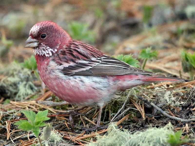 Pallas's Rosefinch - ML105981371