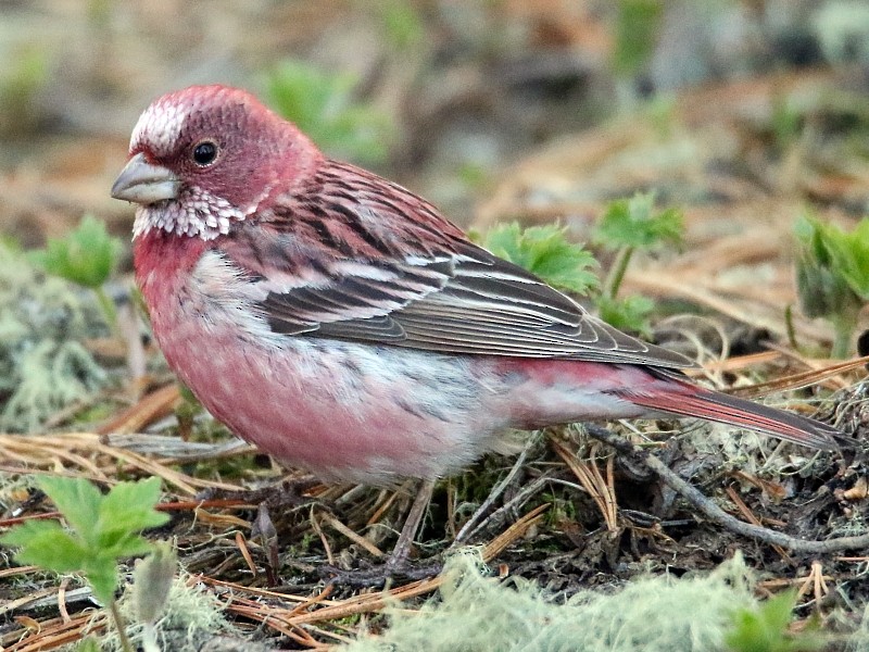 Pallas's Rosefinch - ML105981381