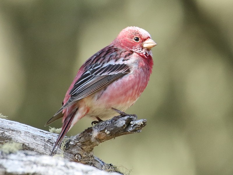 Pallas's Rosefinch - ML105981931