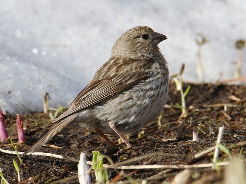 Pallas's Rosefinch - ML105981951