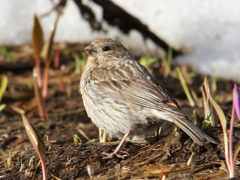 Pallas's Rosefinch - ML105981961