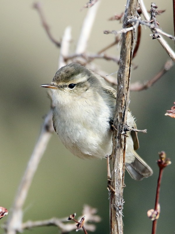 Hume's Warbler - Pavel Parkhaev