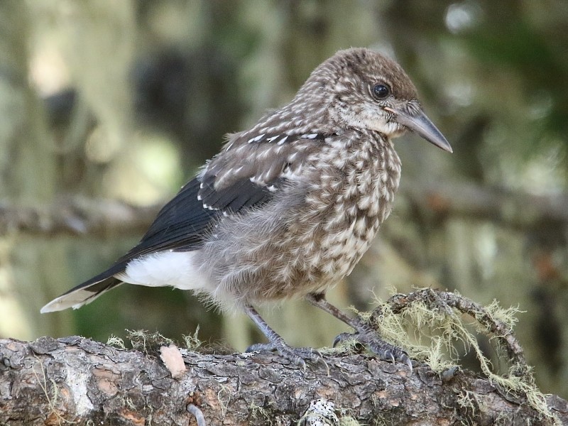 Eurasian Nutcracker (Northern) - ML105982041