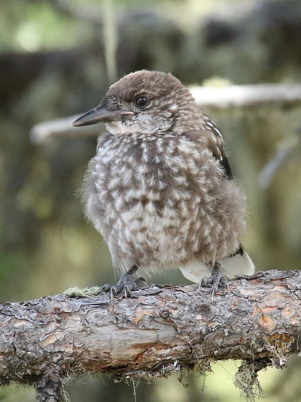 Eurasian Nutcracker (Northern) - ML105982051