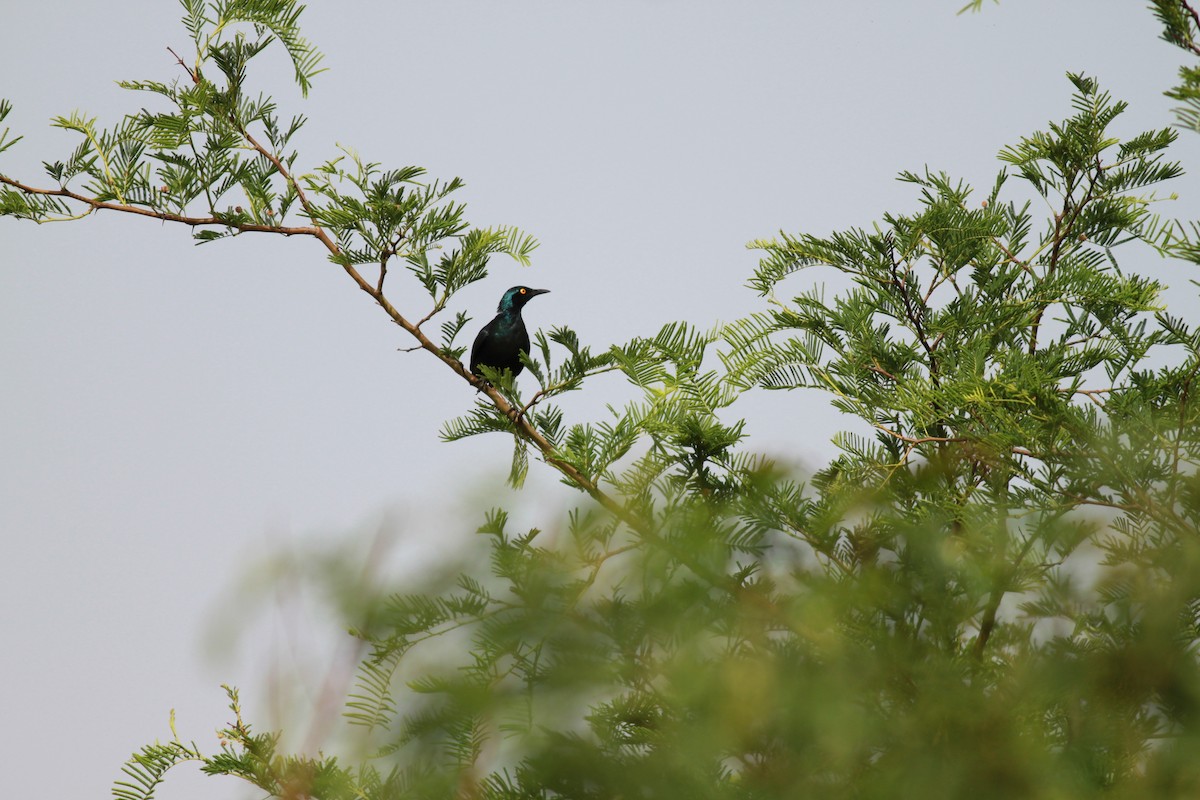 Bronze-tailed Starling - Sharmila Pillai