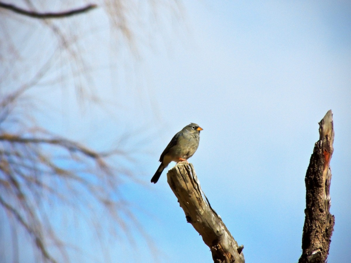 Band-tailed Sierra Finch - ML105982921