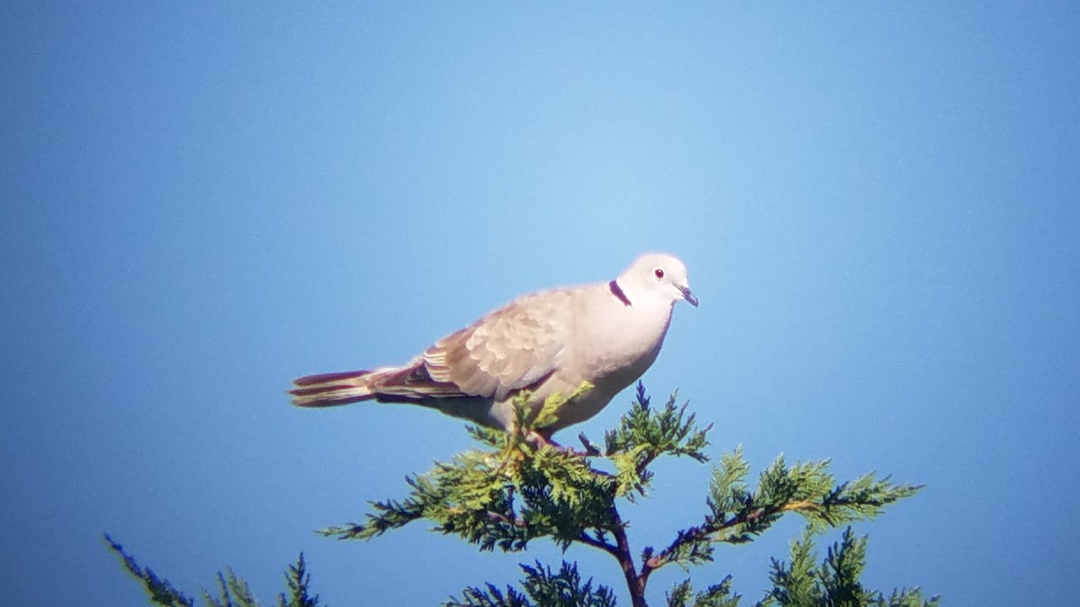 Eurasian Collared-Dove - ML105983611