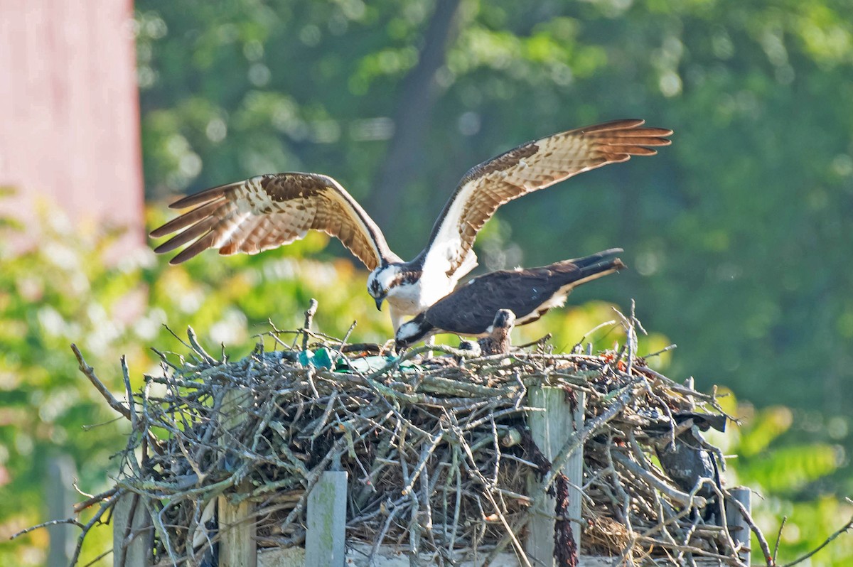 Osprey - ML105983751