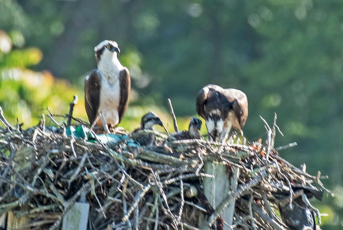 Osprey - William Batsford