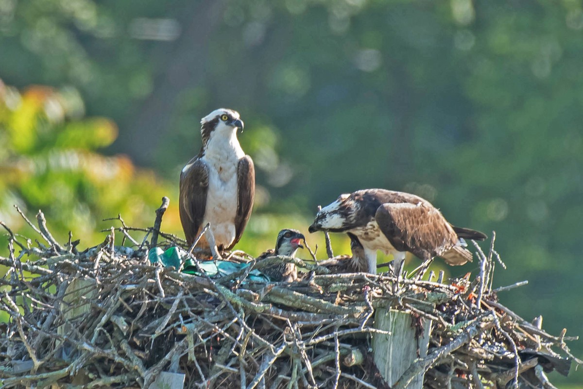 Águila Pescadora - ML105983771