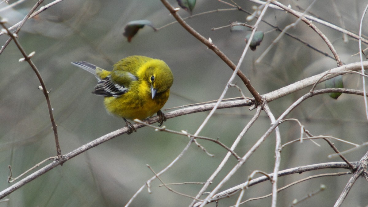 Pine Warbler - ML105984061