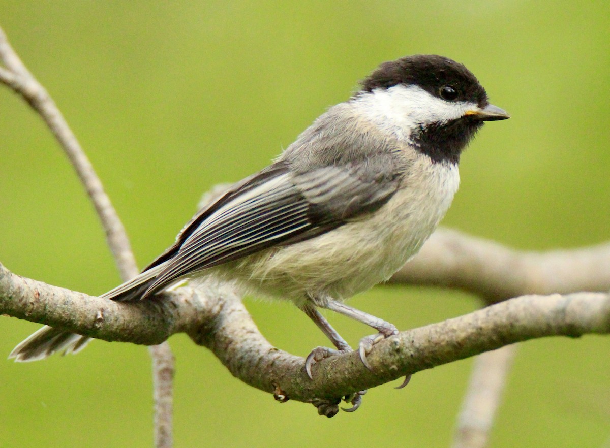 Black-capped Chickadee - john tuach
