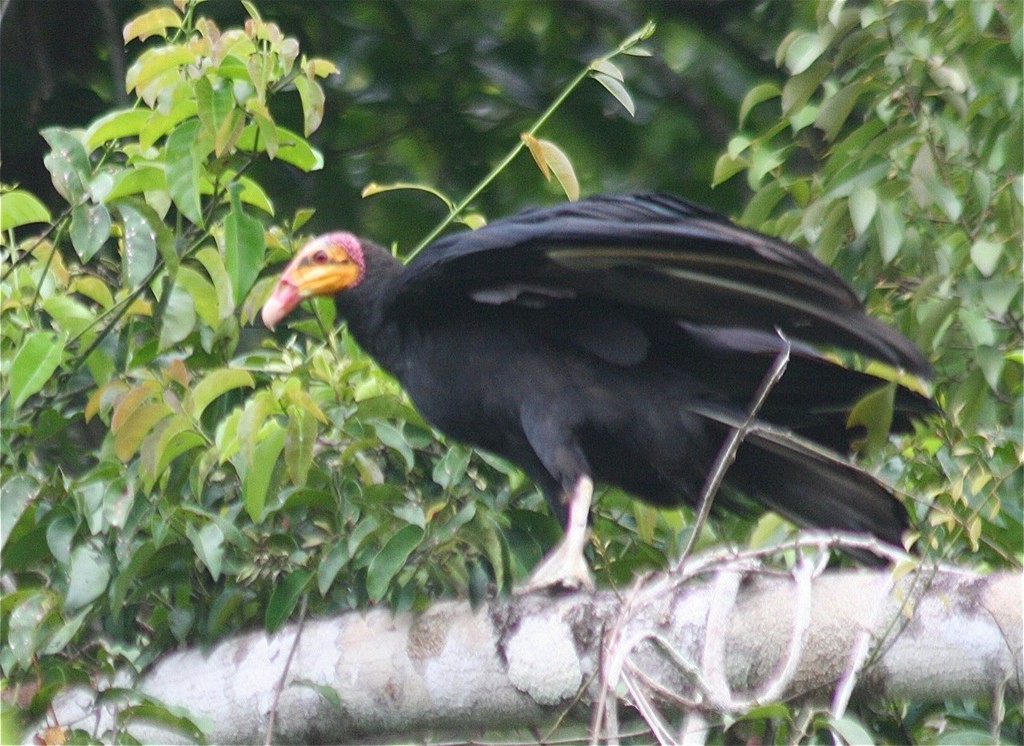 Greater Yellow-headed Vulture - Eric DeFonso 🦑