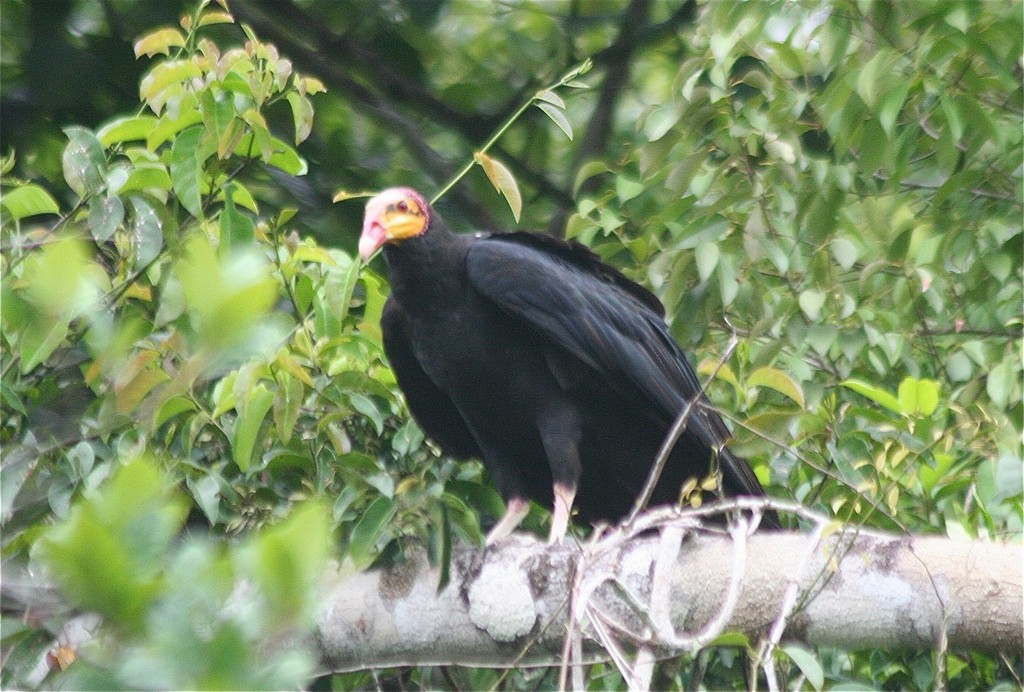 Greater Yellow-headed Vulture - ML105984951