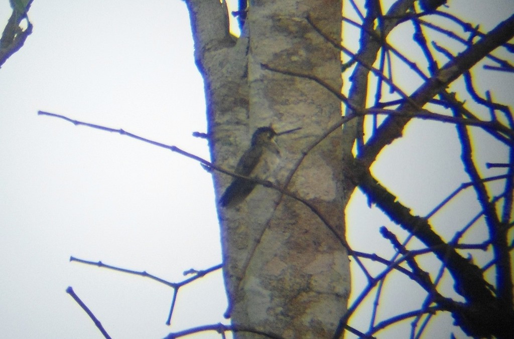 Long-billed Starthroat - ML105985351