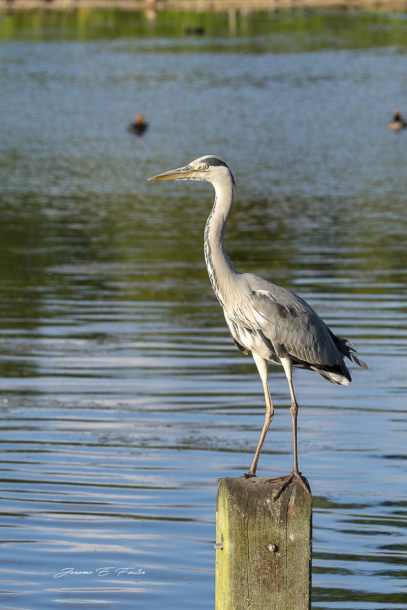 Gray Heron - Jerome Foster