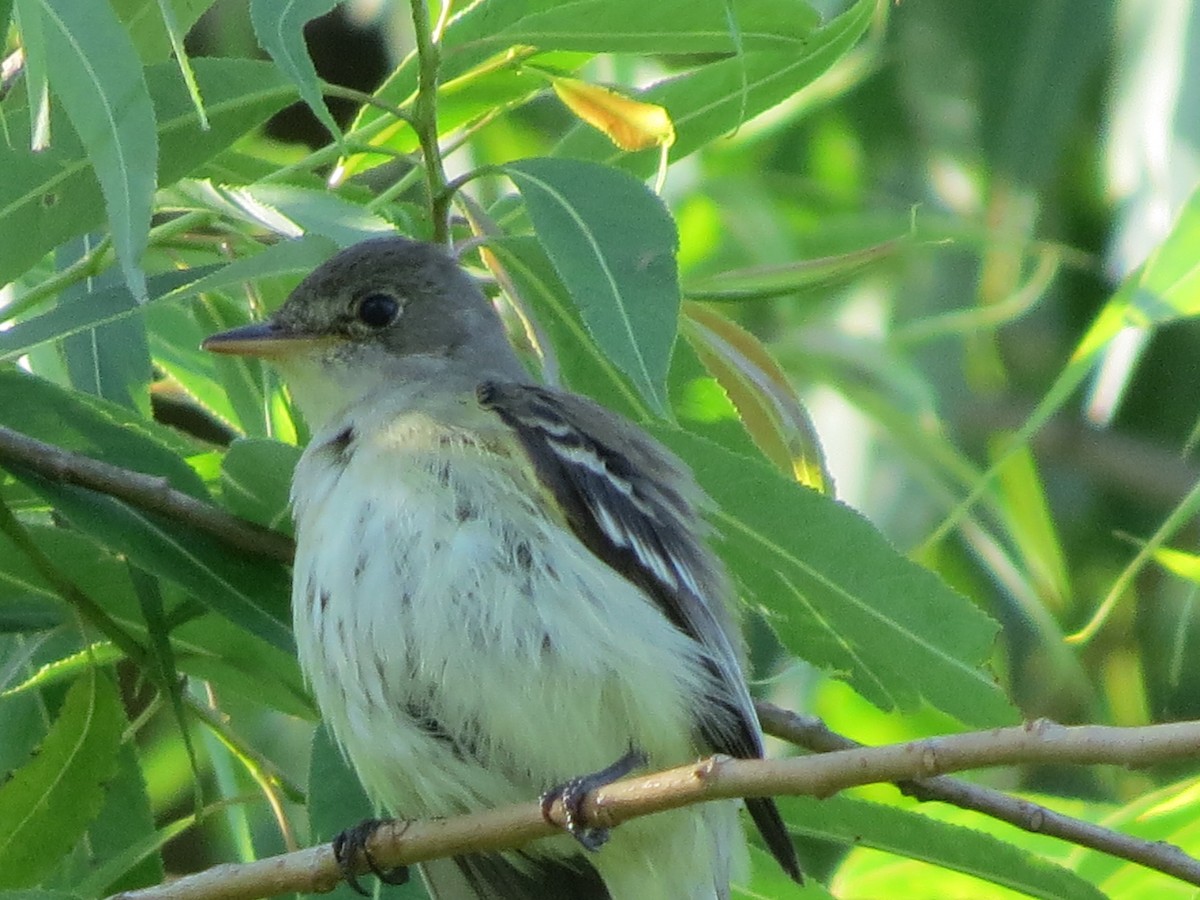 Willow Flycatcher - Mayte Torres