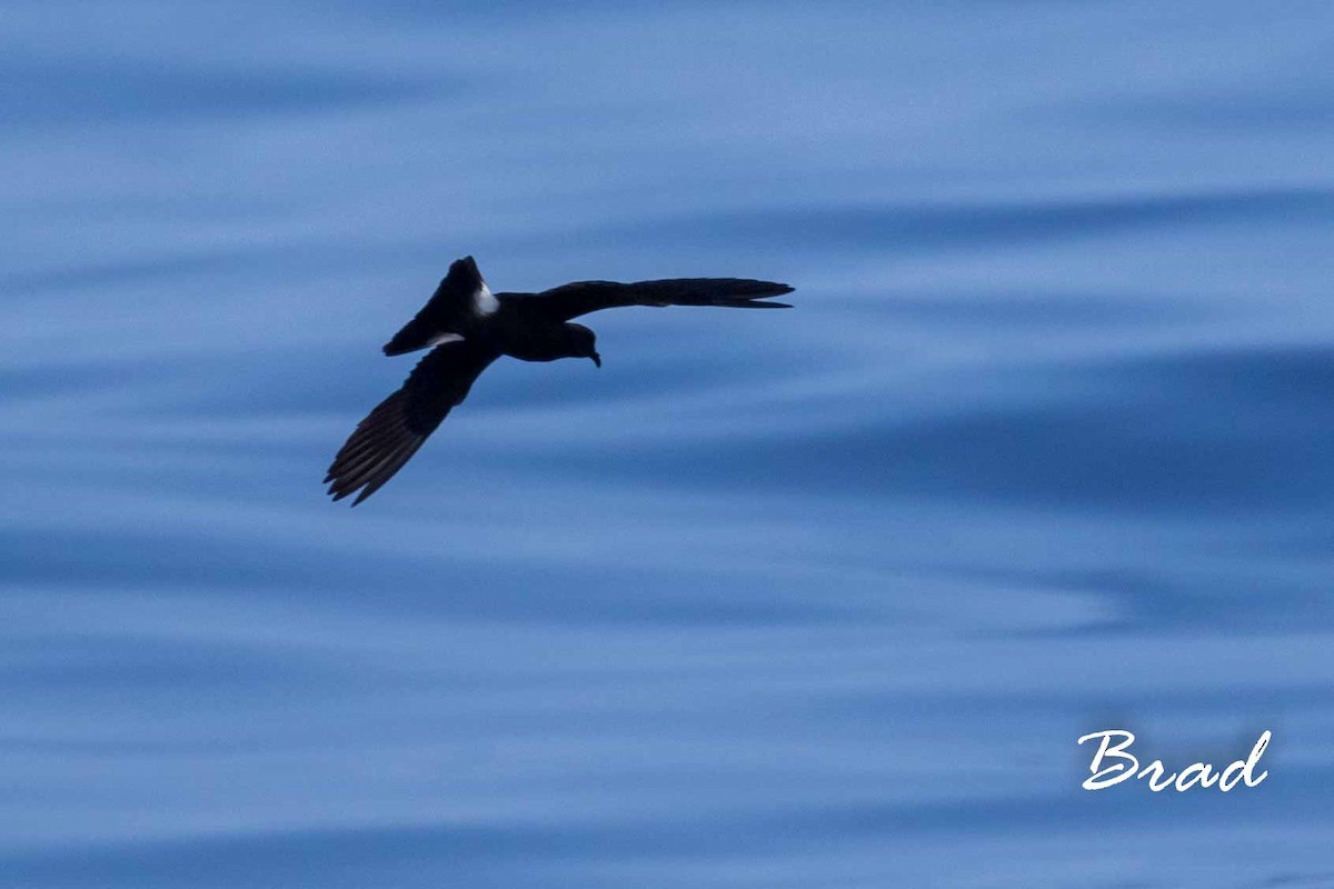 Band-rumped Storm-Petrel - Brad Argue