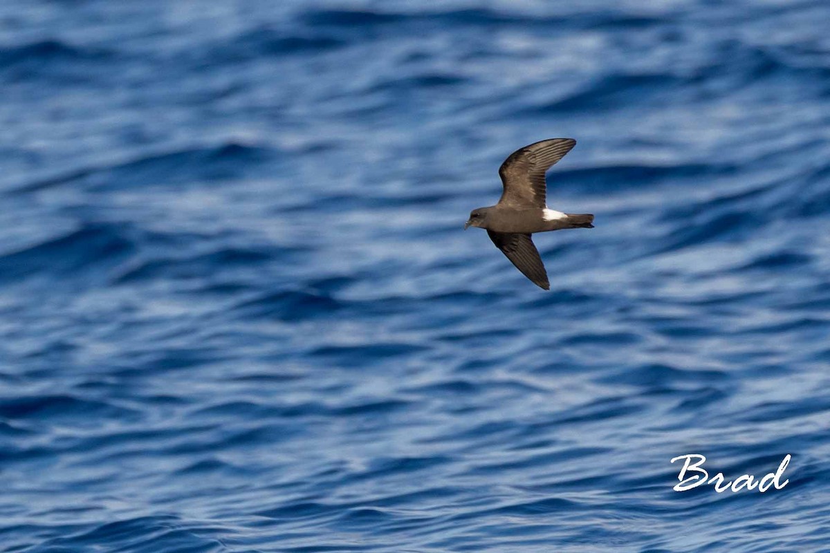 Band-rumped Storm-Petrel - Brad Argue