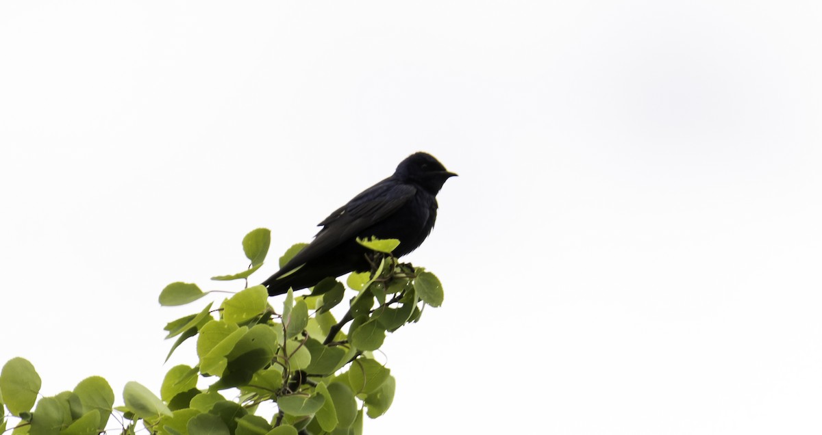 Purple Martin - ML105994341