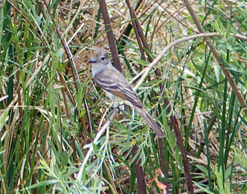 Ash-throated Flycatcher - ML105995041