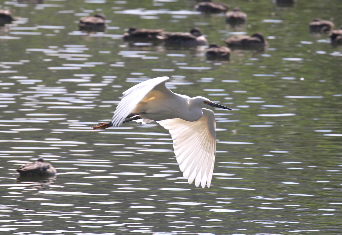 Little Egret - Philip Boyle