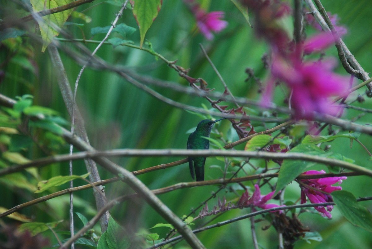 Violet-capped Woodnymph - ML105995451