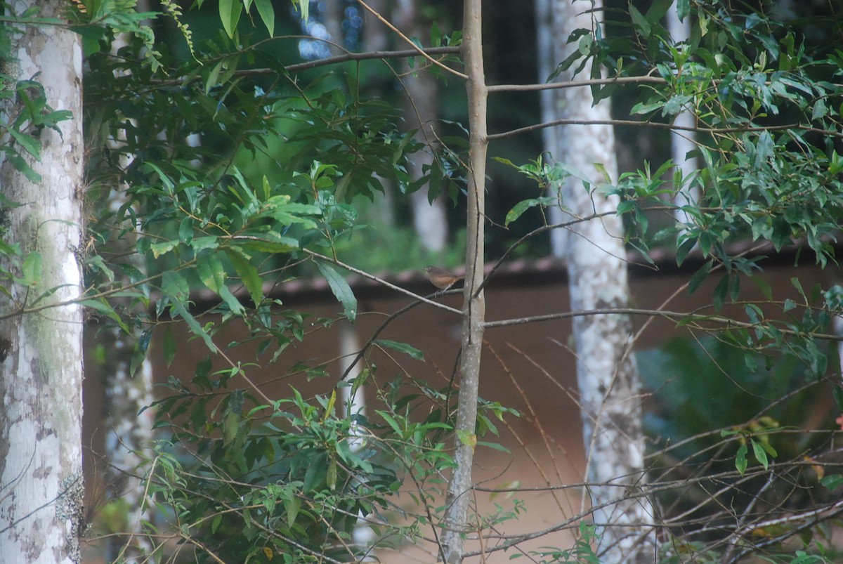 House Wren - ML105995501